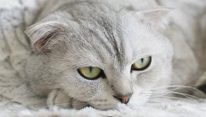 女友大方回应恋情：我很开心，我很爱亚马尔